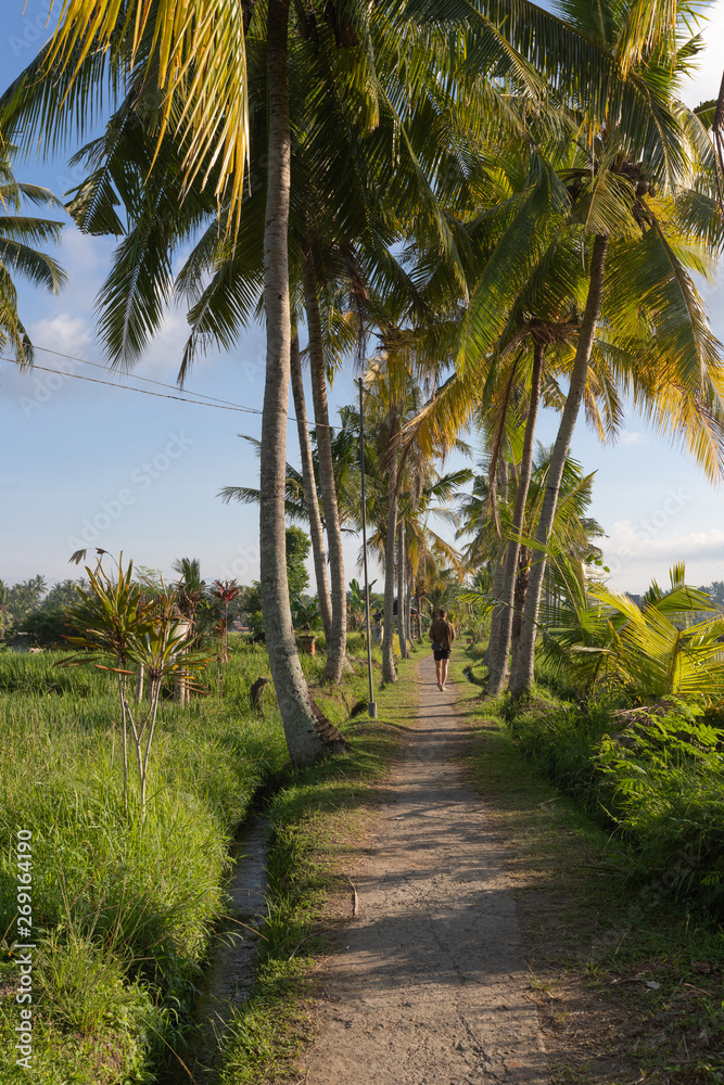 Obraz premium Reisfeld in Bali
