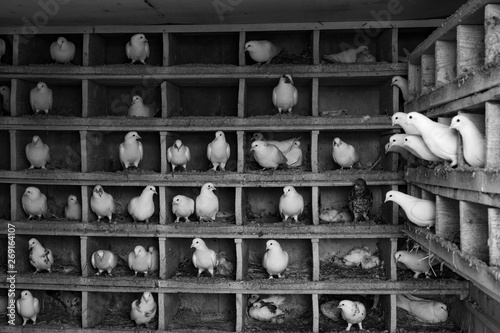 Fotografia dovecote with white doves and chicks in black and white