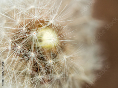 dandelion close up. Abstract natural background. shallow depth of field