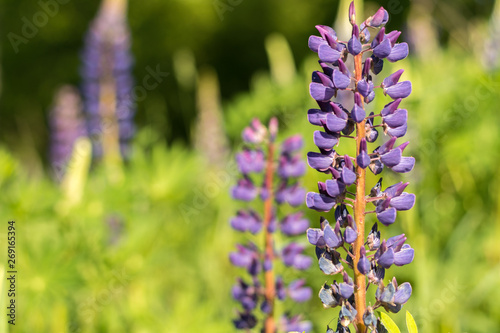 Purple Lupine flowers in the park. Lupinus blooms in sunny weather. Purple flowers in summer