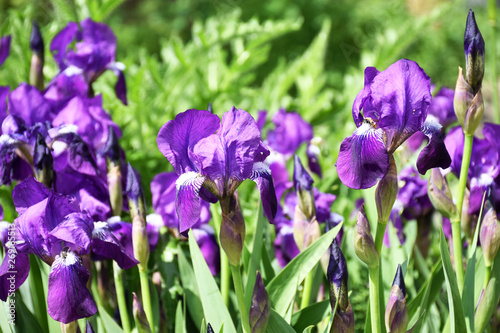 Group of purple irises in sunny weather. Spring and summer fresh purple flowers in the garden. Beautiful irises flowers background in the nature.