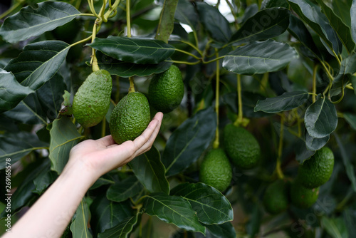 Woman s hands harvesting fresh ripe organic Hass Avocado
