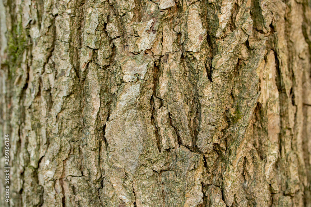 Aspen tree bark ash, texture background close-up. Brown old tree bark with numerous furrows Aspen tree bark ash, texture background close-up. Brown old tree bark with numerous furrows