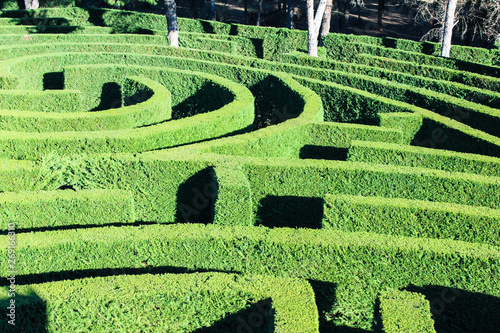 Labyrinth Plant Surface photo