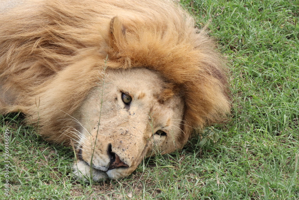 Naklejka premium Tanzanie