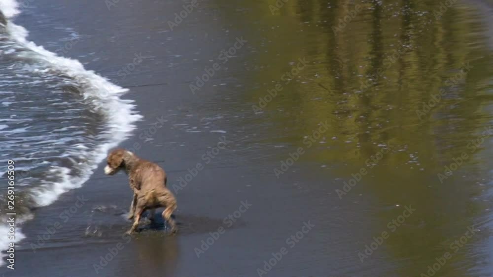 Playful Dog Fetching Stick by the Seaside gone Wet Playful Dog Fetching Stick by the Seaside gone Wet