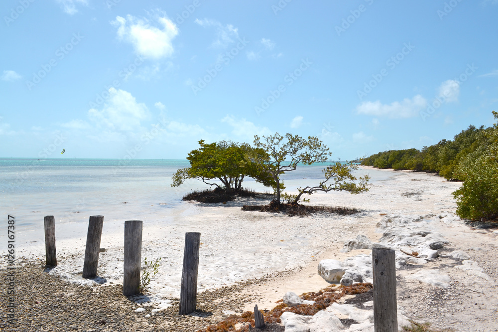 árbol del botoncillo en la playa. Los Callos, Miami