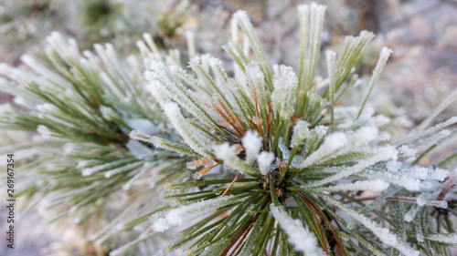 Close up Snowy pine branch. Beautiful winter wallpaper