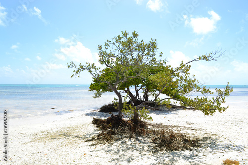 árbol del botoncillo en la playa. Los Callos, Miami