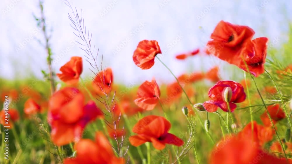 slow motion, close-up, poppies swaying in the wind, poppy field warm Sunny day, WWI slow motion, close-up, poppies swaying in the wind, poppy field warm Sunny day, WWI