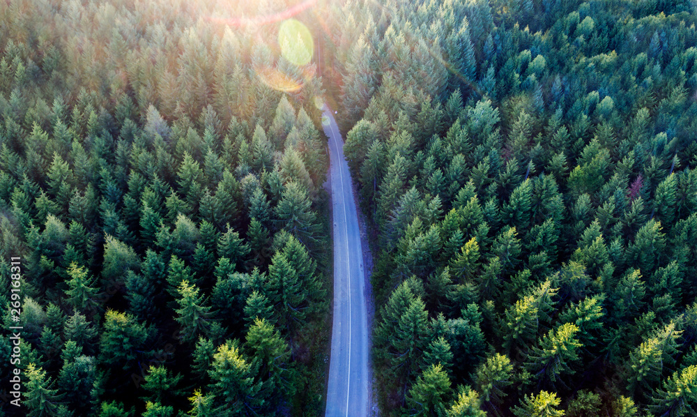 Top view of dark green forest landscape in winter. Aerial nature scene of pine trees and asphalt road.