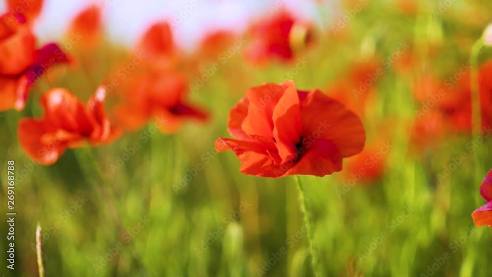 slow motion, close-up, poppies swaying in the wind, poppy field warm Sunny day, WWI slow motion, close-up, poppies swaying in the wind, poppy field warm Sunny day, WWI