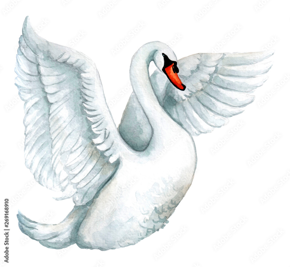 Watercolor White Swan Illustration Romantic And Beautiful Bird Stock Illustration Adobe Stock
