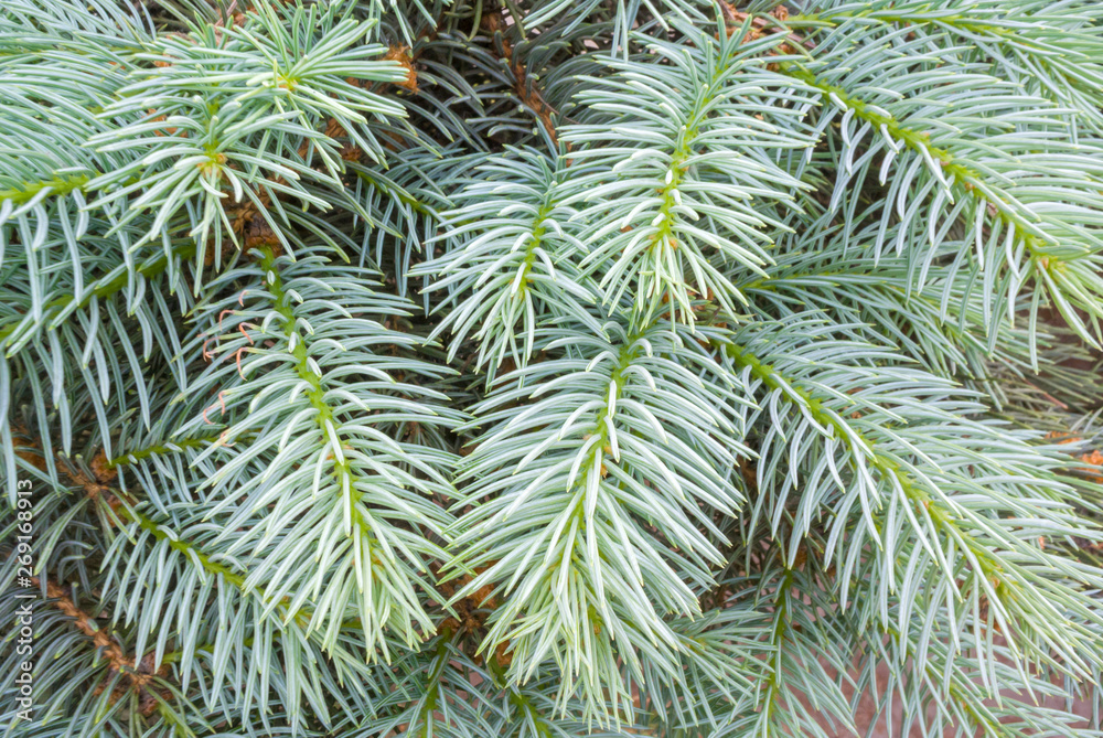 Fir branches background. Nature texture.