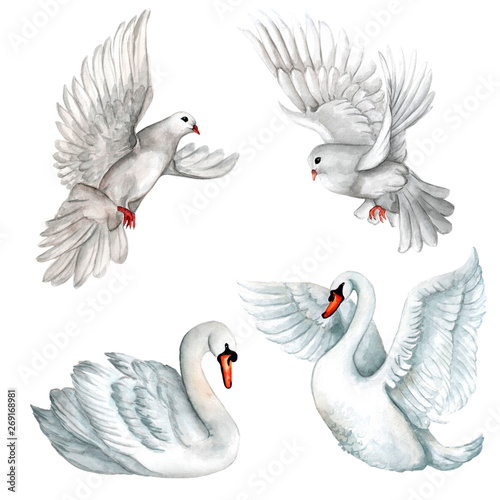 Watercolor set of white pigeons and swans