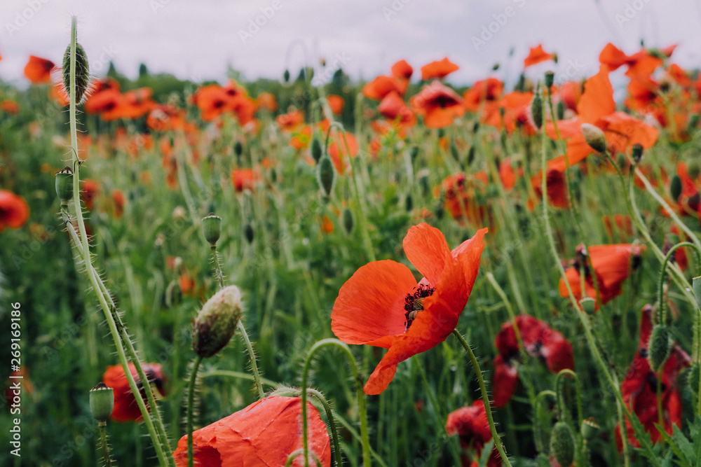 Fototapeta premium Pretty red blooming poppy flowers. Summer meadow with wildflowers in bloom. Countryside landscape