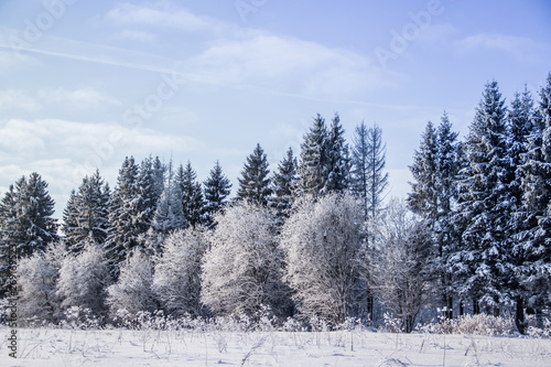 Winter landscape trees. Beautiful trees in the snow. . Frozen trees