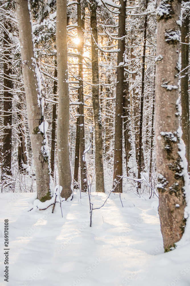 Fototapeta premium Winter landscape trees. Beautiful trees in the snow. . Frozen trees
