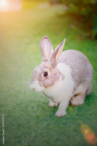 rabbit © jakkrid