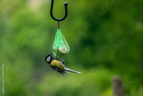 Photography A great tit , Parus major, feeding on suet fatball in garden