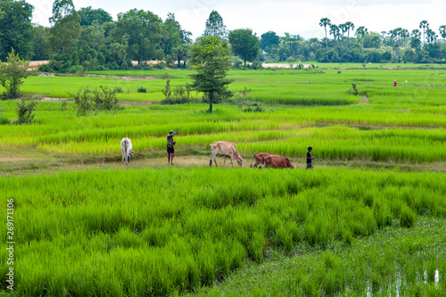 View of rural areas in Cambodia