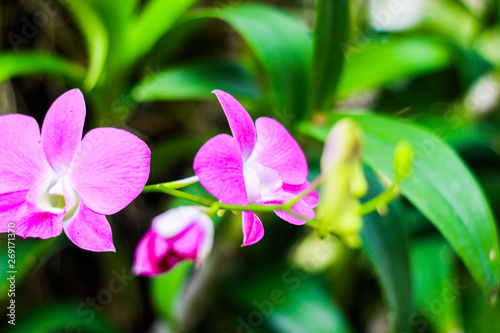 Pink and white orchids