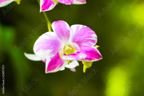 Pink and white orchids