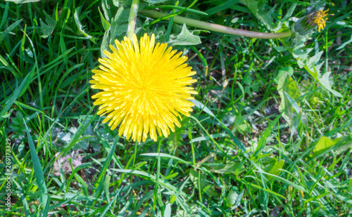 Dandelion officinalis  on a sunny day. In Christianity  he is a symbol of the passions of the Lord. He is a symbol of the sun  rebirth  understanding and love. Feng shui dandelions are beneficial plan