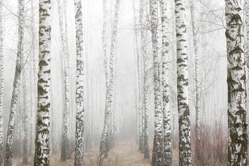 Fotobehang Berkenbos Jonge berken in mistige lentesfeer  © yarbeer