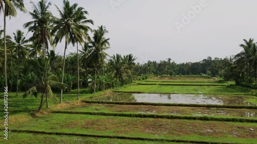 Aerial view from drone, Bird Eye View. Rice cultivation in Asia, agriculture near the equator. Ripe seasonal crop.Countryside and cultivation. Rural area with peasants and workers. Beautiful rice photo