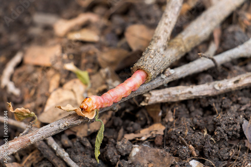 Red Zeuzera coffeae or moths stem borer destroy tree, it is dangerous insect pests with plant disease of vegetables and agriculture. photo