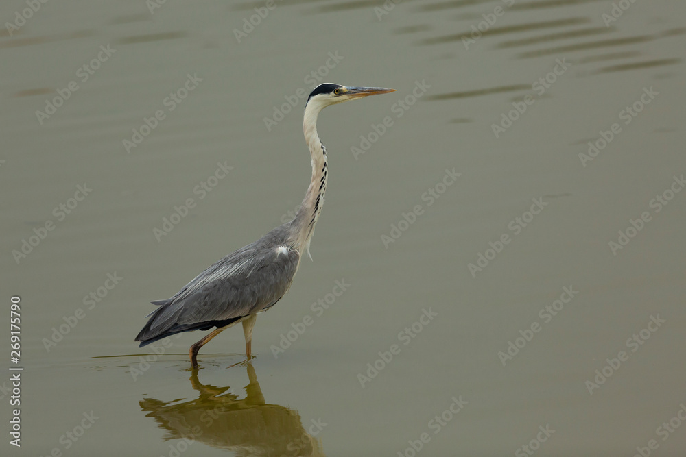 Fischreiher beim Fischfang im Fischteich Fischreiher beim Fischfang im Fischteich