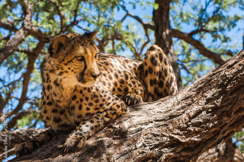Gepard sitzt im Baum , Namibia
