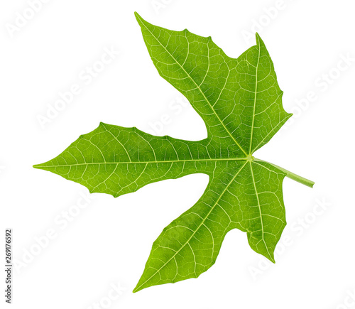Chaya leaf isolated on white background