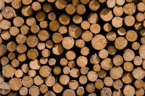 Baumstamm Holz