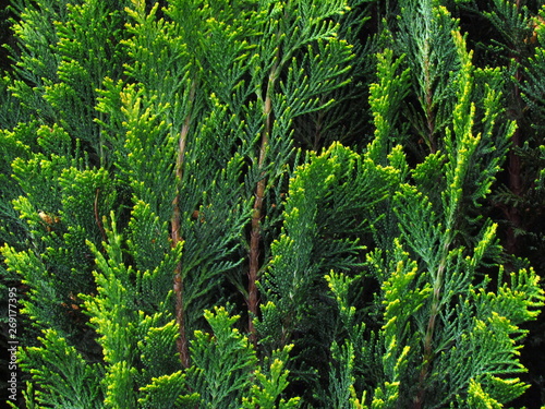 Cypress, detail of a green branche, a popular garden conifer, Cupressus, natural texture