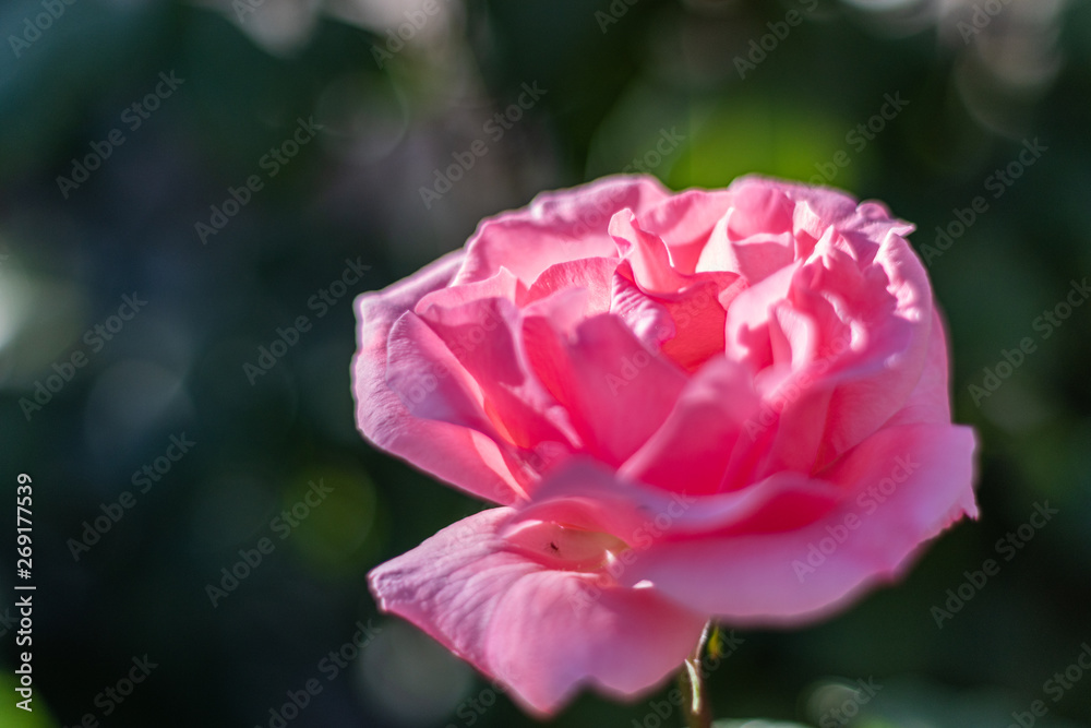 This is a closeup shot of a pink rose flower with a beautiful shallow depth 