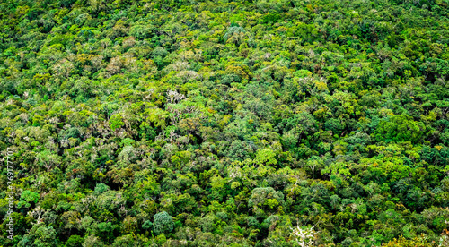 Aerial view of spacious green forest