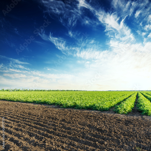 green and plowed fields with tomatoes and sunset in deep blue sky photo