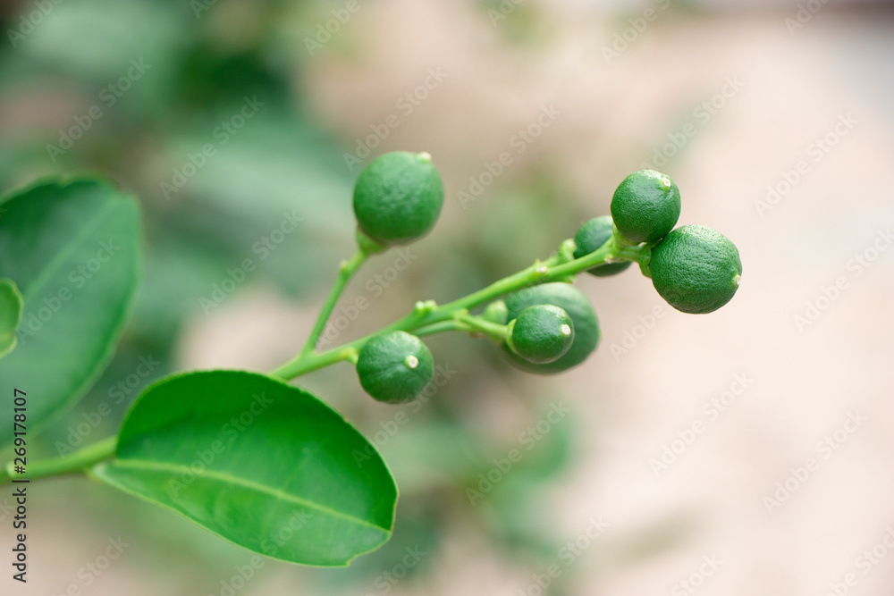 green lemons on the tree