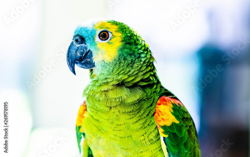 Beautiful colorful parrot sitting on the blurred background