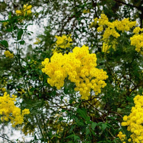 Yellow Mimosa flowers on tree branches. Spring background. Selective focus. Concept- Valentine's Day, women's day, congratulations on the holiday.