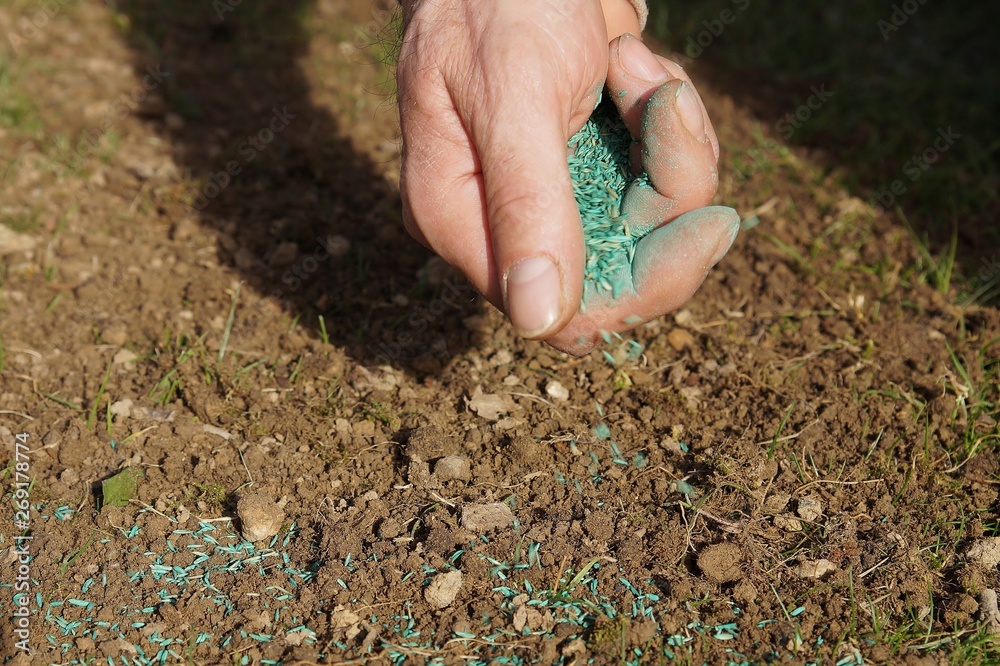 spreading grass seed in spring by hand for the perfect lawn. Sowing Grass Seed By Hand. grass seeds in male hand in loosened soil background spreading grass seed in spring by hand for the perfect lawn. Sowing Grass Seed By Hand. grass seeds in male hand in loosened soil background