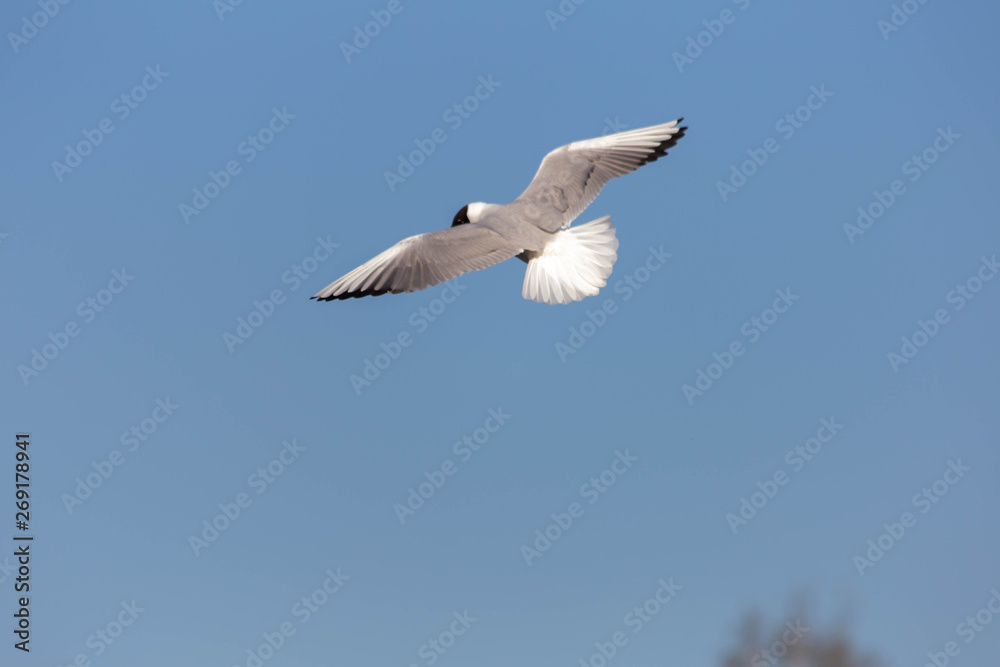 Obraz premium flying seagull in the sky