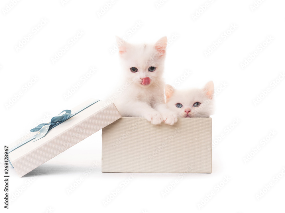 Cute white kittens in gift box isolated on white background
