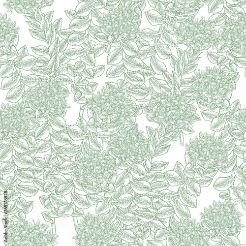Rhodiola rosea, roseroot plant. Seamless pattern. Golden root branches on white background. Medical and cosmetic herbs. Vector illustration.