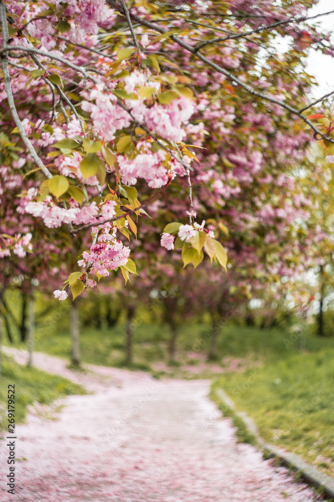 Beautiful cherry blossom sakura in spring time in a central park Beautiful cherry blossom sakura in spring time in a central park