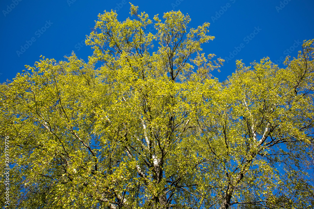 birch foliage at spring, Finland