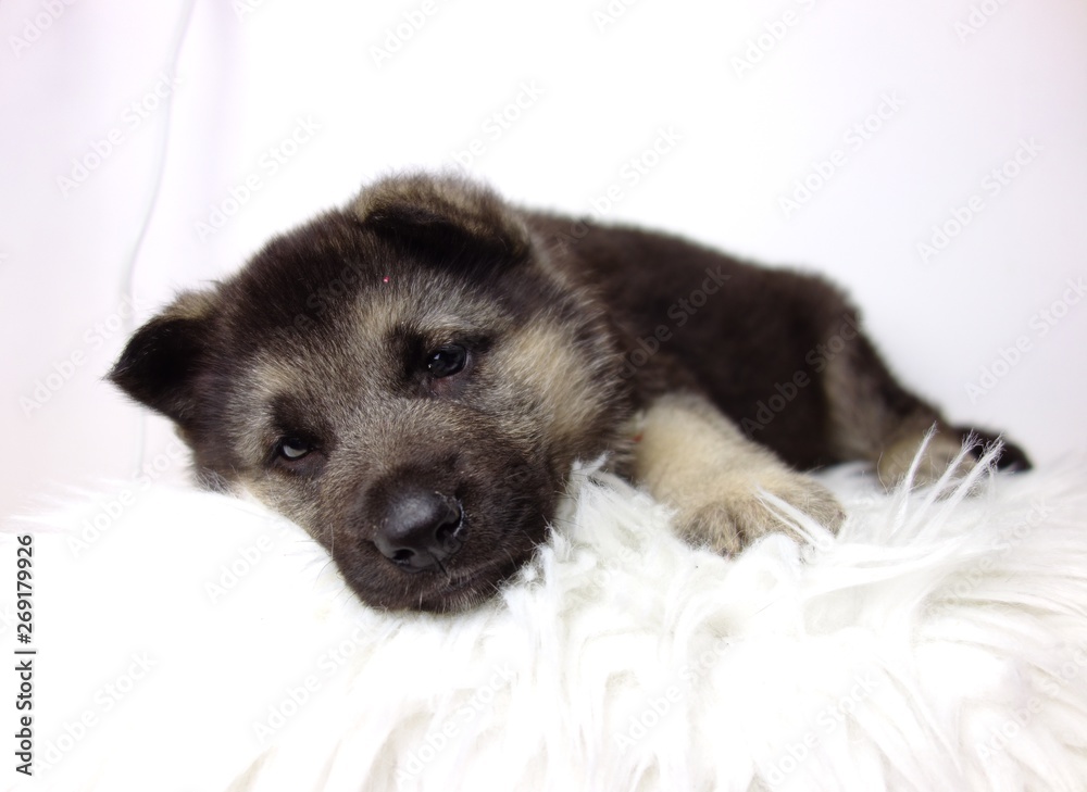 german shepherd puppy of 5 weeks on white background