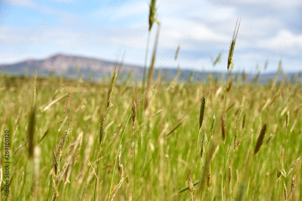 green barley field with mountains in background green barley field with mountains in background